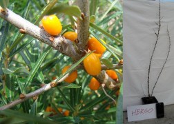 Hippophae rhamnoides Hergo / Homoktövis Hergo termő